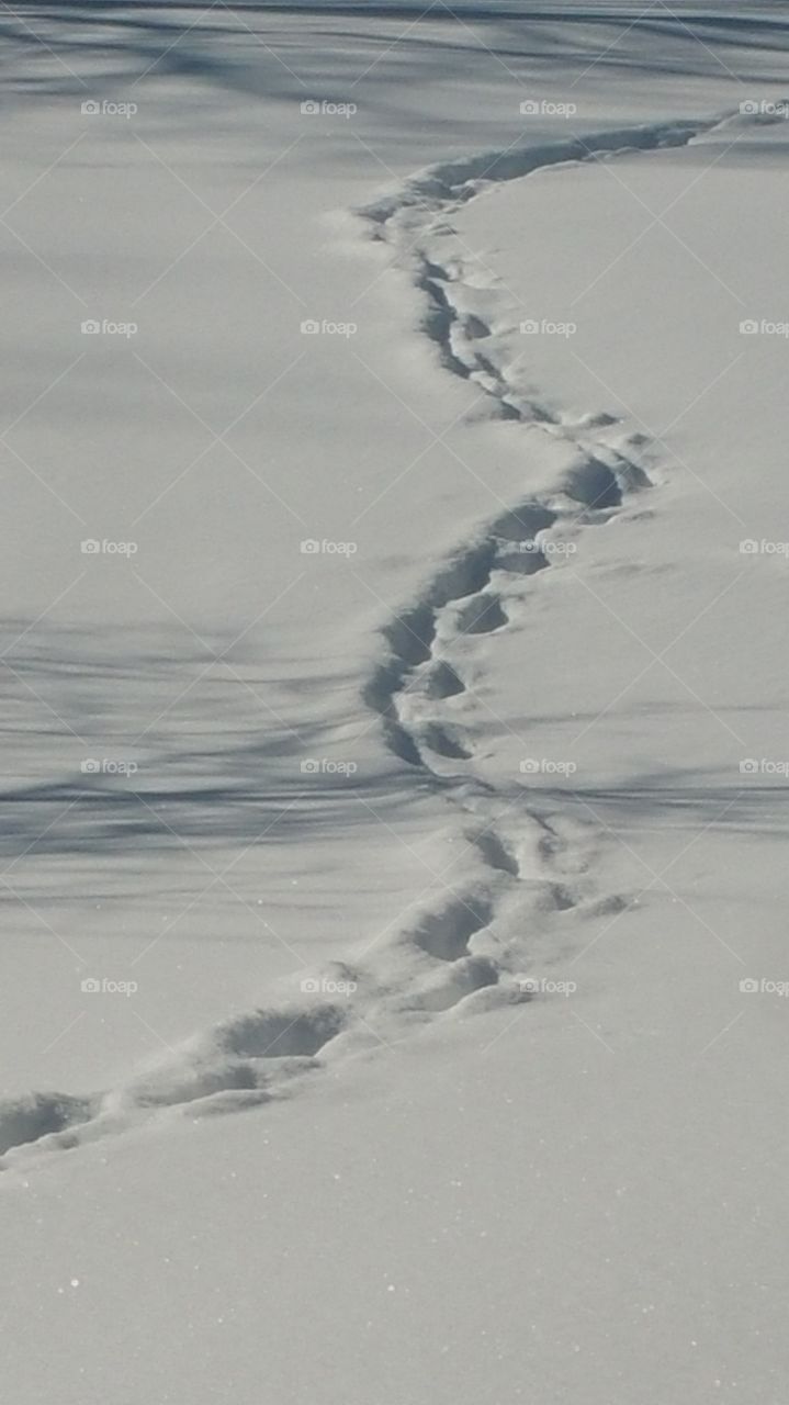 tracks in the snow
