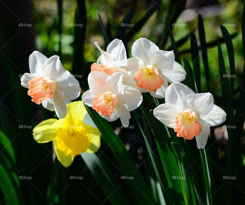 Narcissus