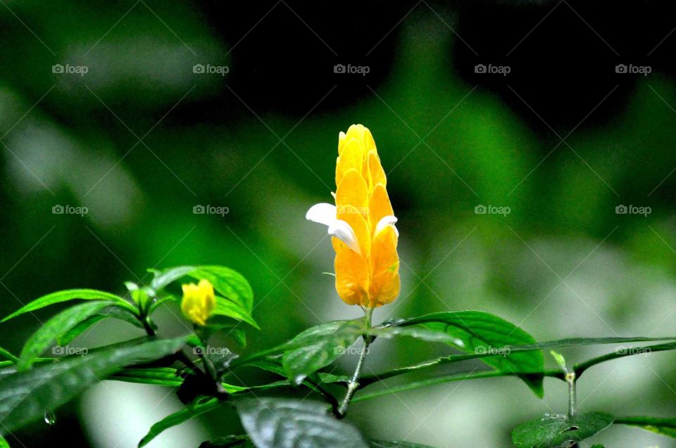 --Yogyakarta: Kaliurang....