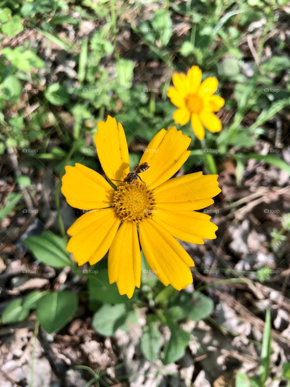 Tiny bee on yellow daisy 
