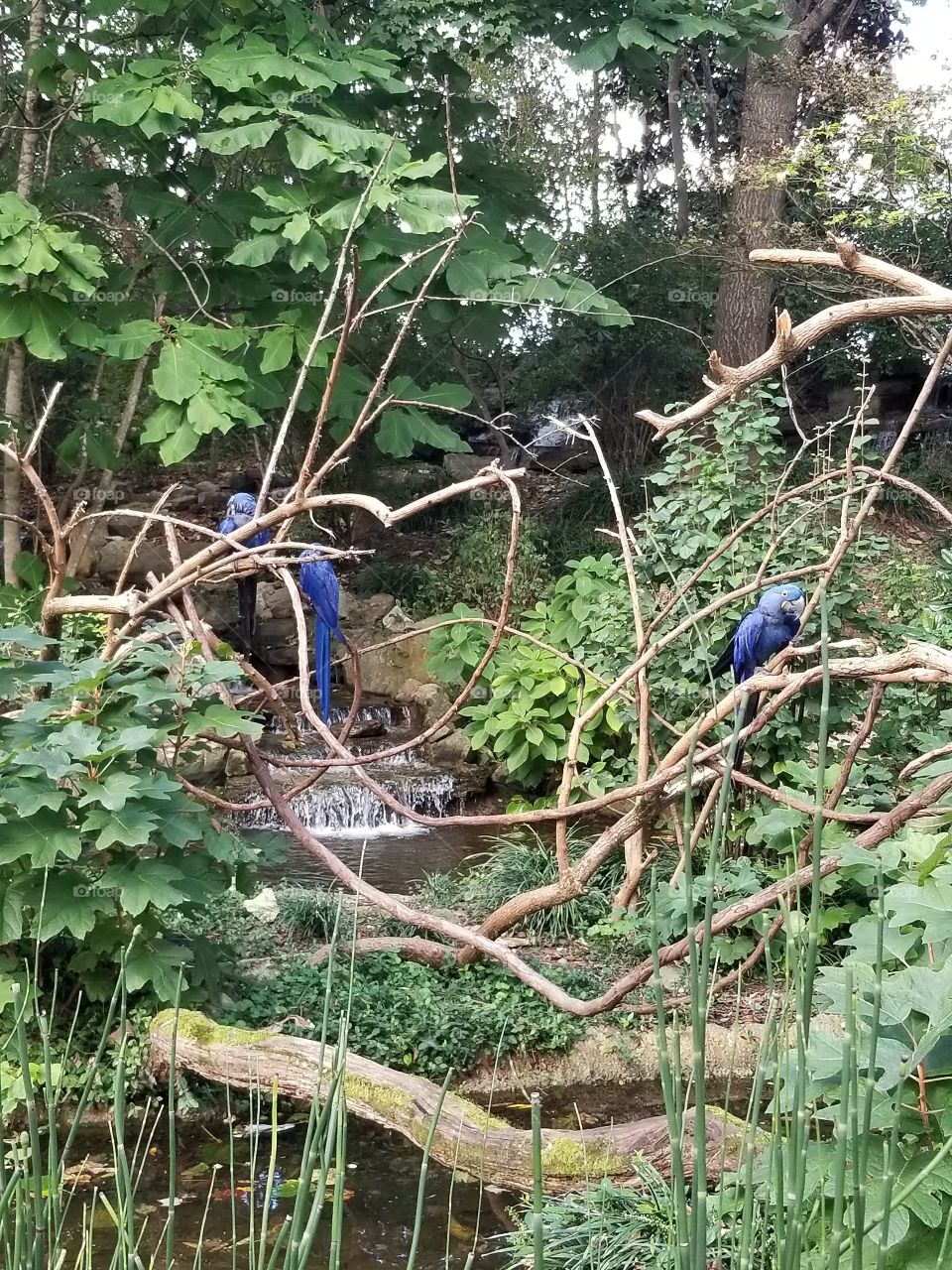 Blue Macaws