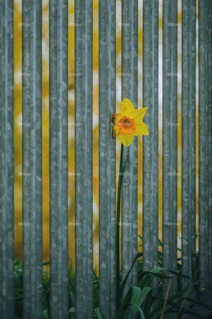 Spring making its way even through the fence