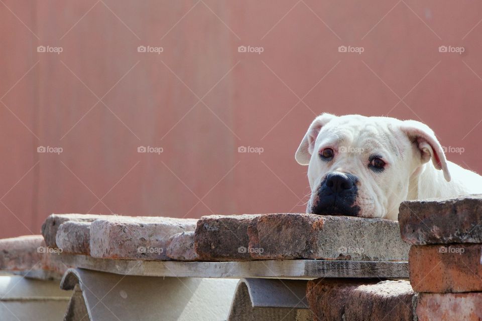 A outside capture of a calm white did resting its head on some building bricks