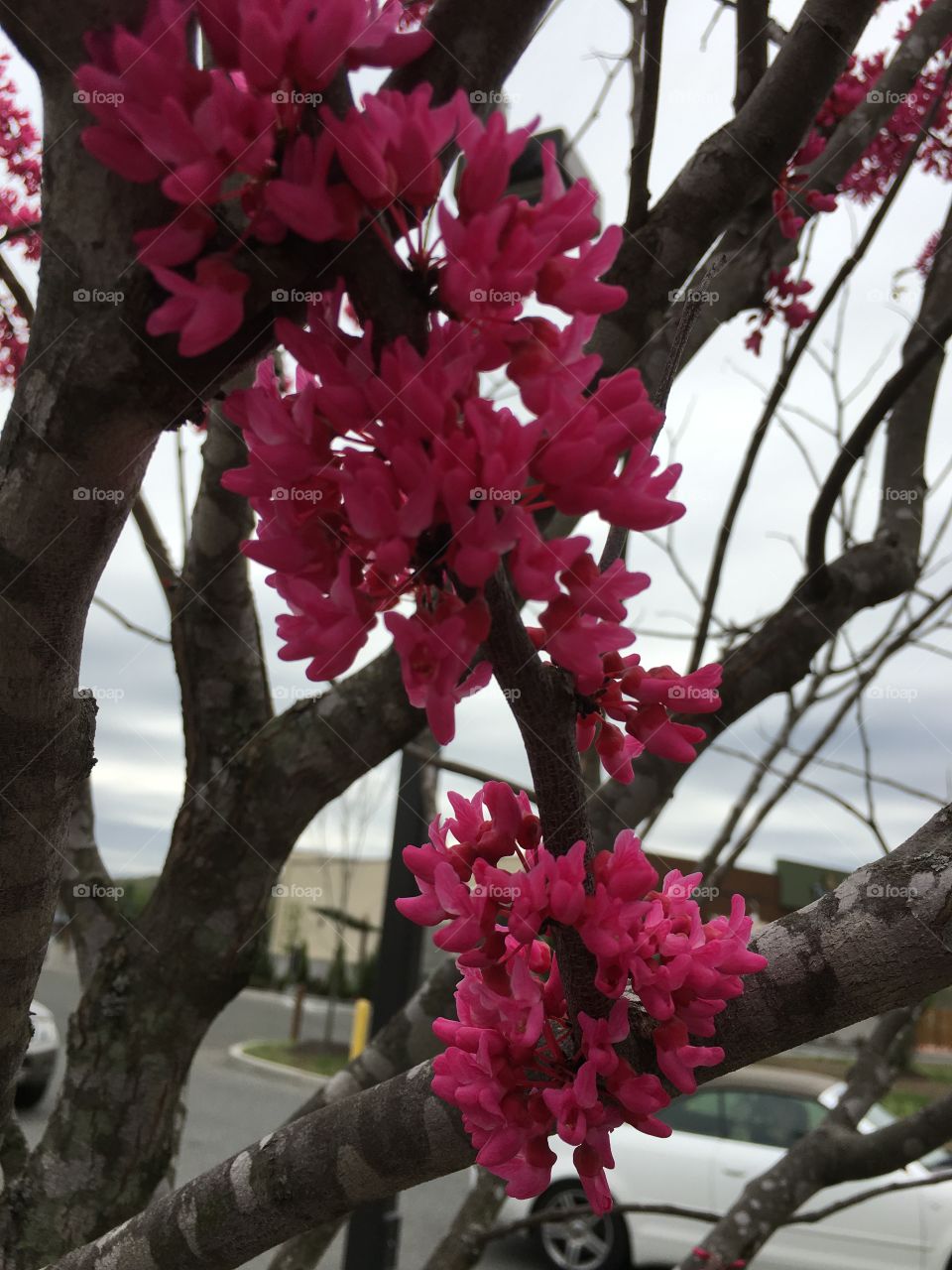 Pink blossoms on branch