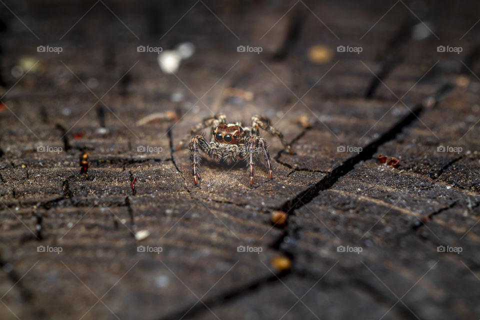 a beautiful macro-photo of a cute jumping spider