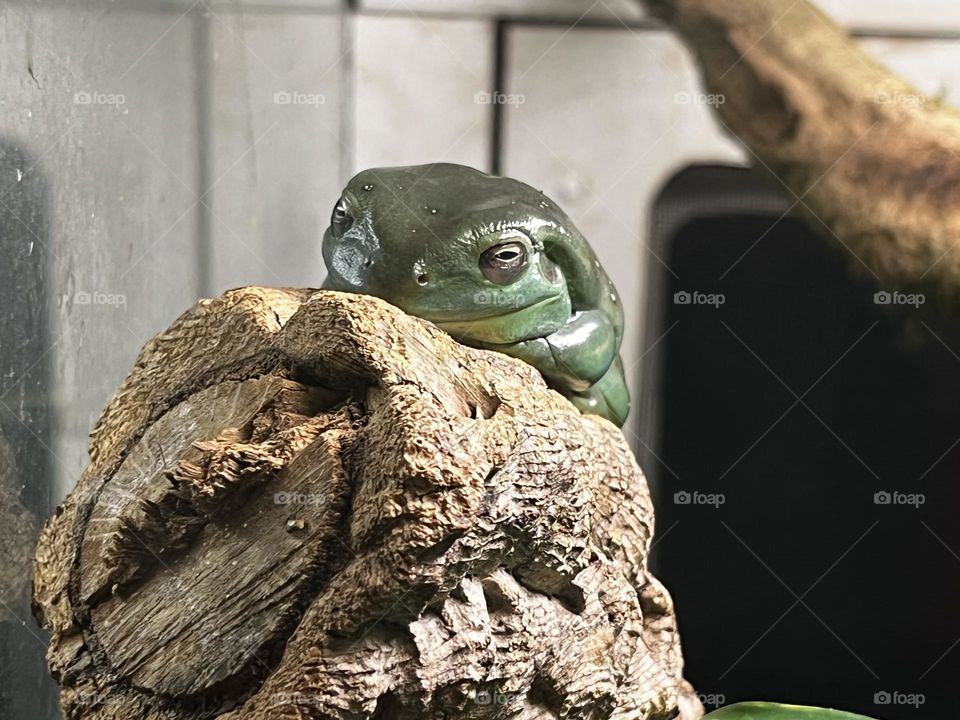 A close up of a frog 