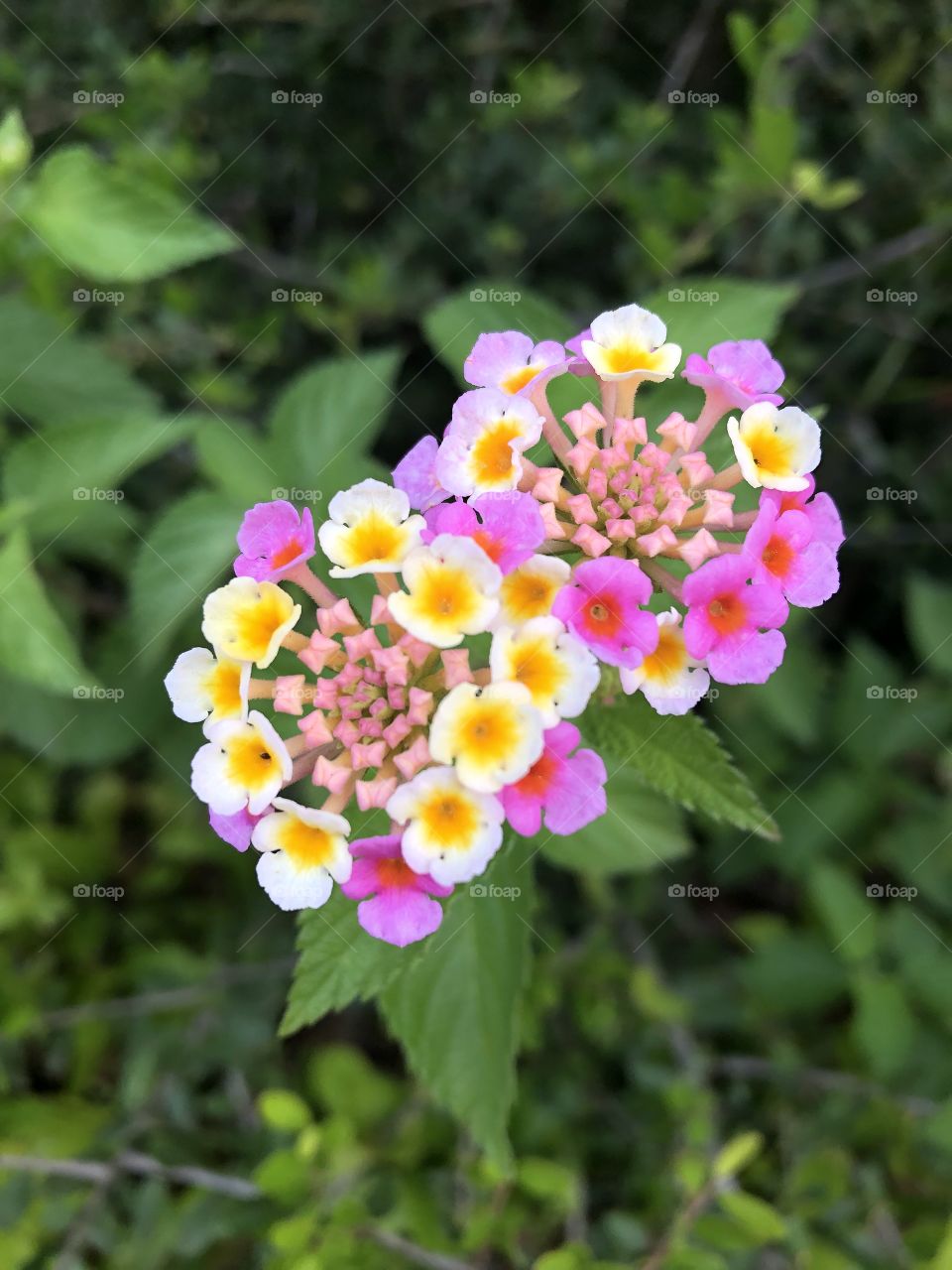 Beautiful flowers 