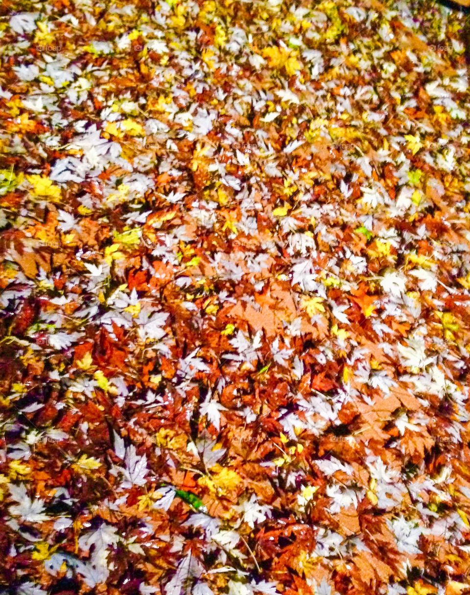 Falling leaves