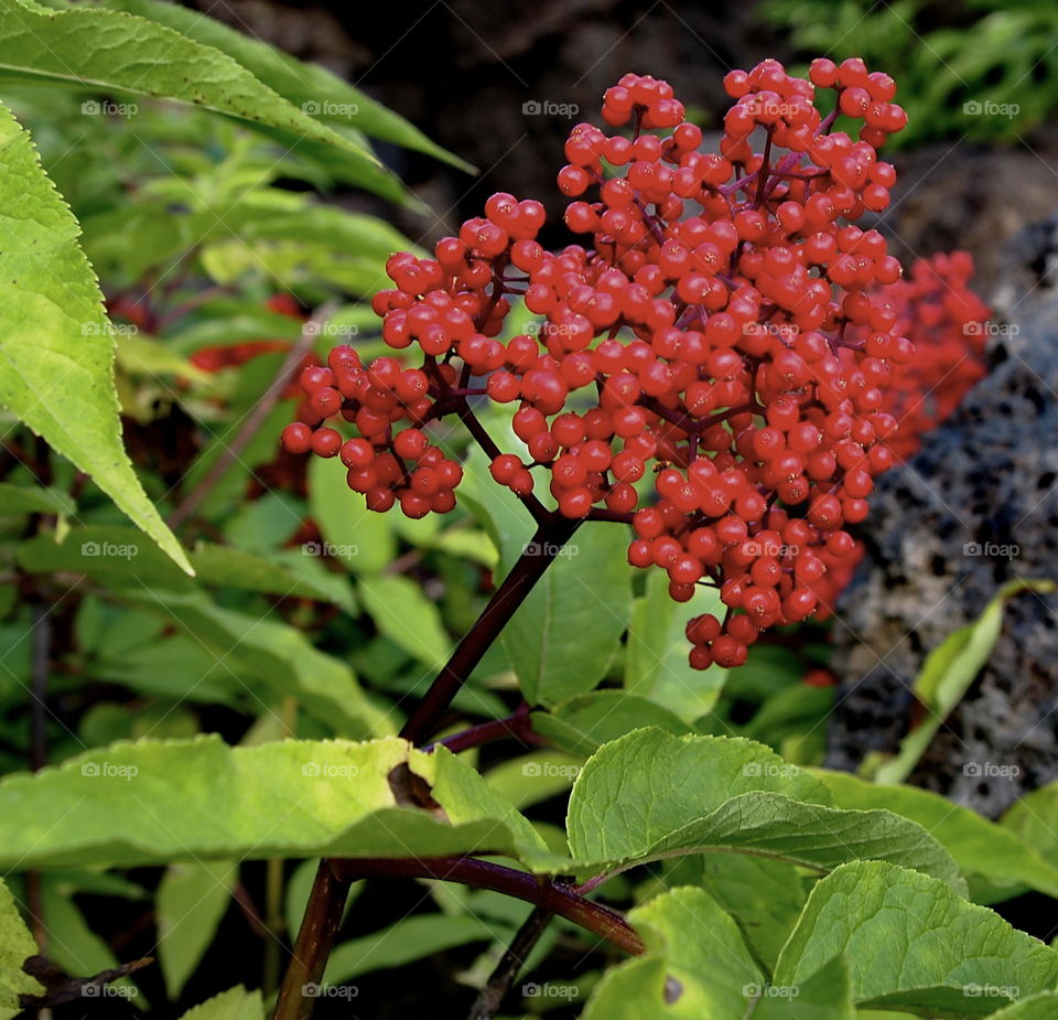 Bright elderberries in a lava field on the Old McKenzie Highway in Oregon on a fall day. 