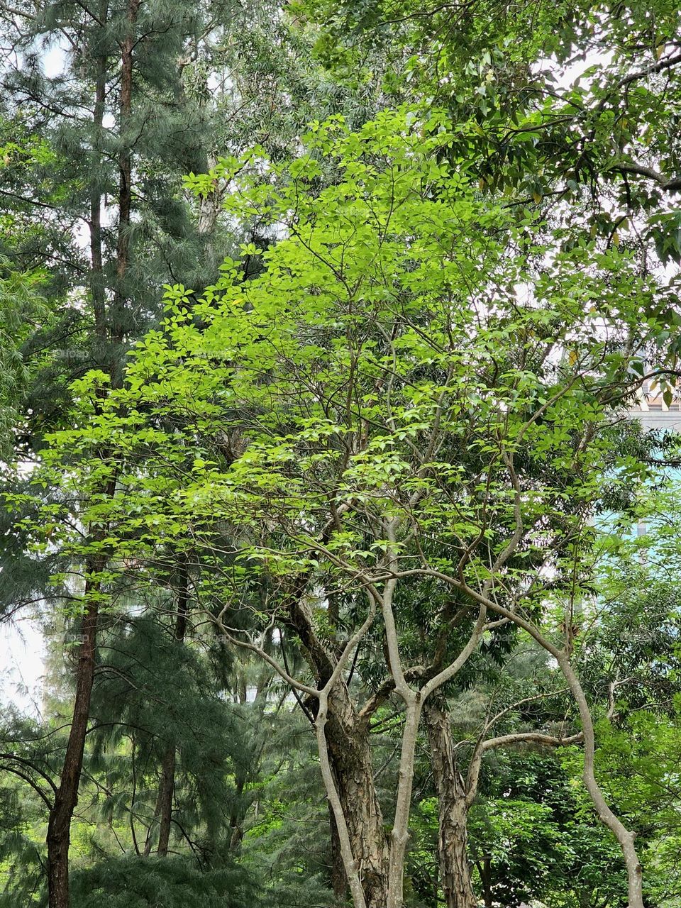 Trees at Hong Kong Victoria Park