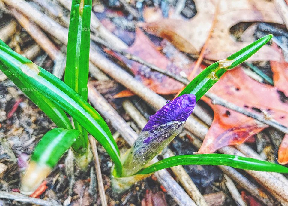 Close-up of water drop on plant