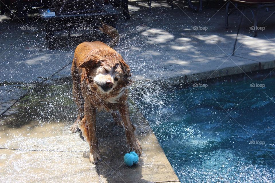 Wet Dog Shake