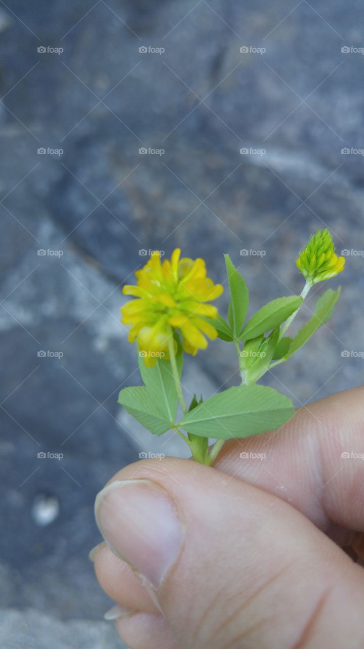 Tiny Yellow Flower