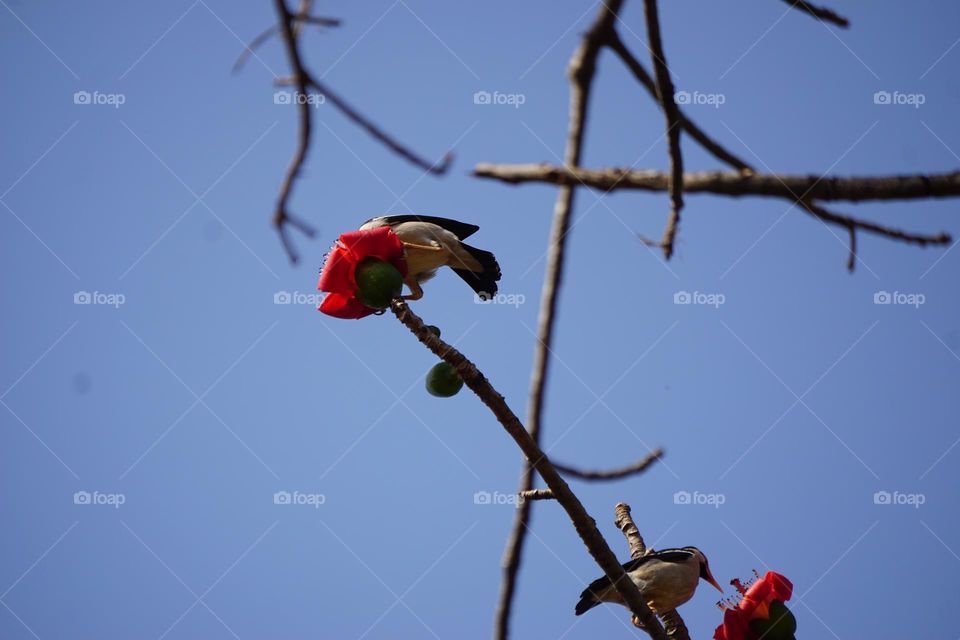 A Jungle Myna Eating bombax ceiba Flower