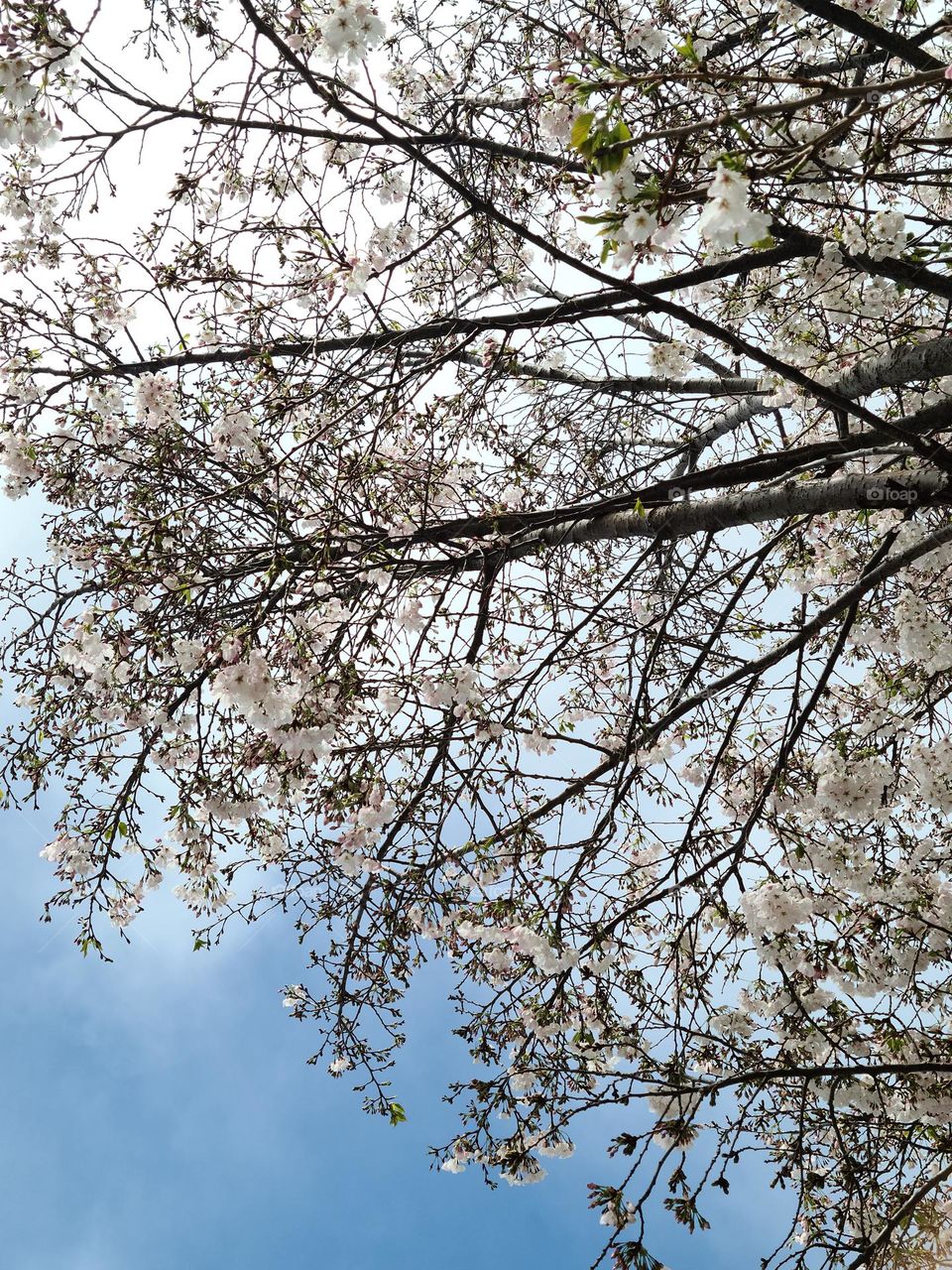 Looking up at a cherry blossom tree with the blue sky and clouds in the background on a beautiful spring day 