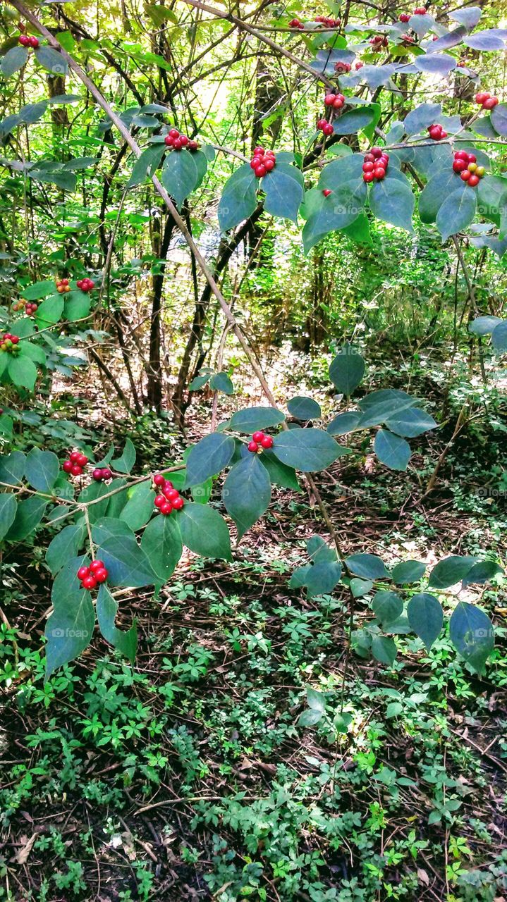 Berries in the woods