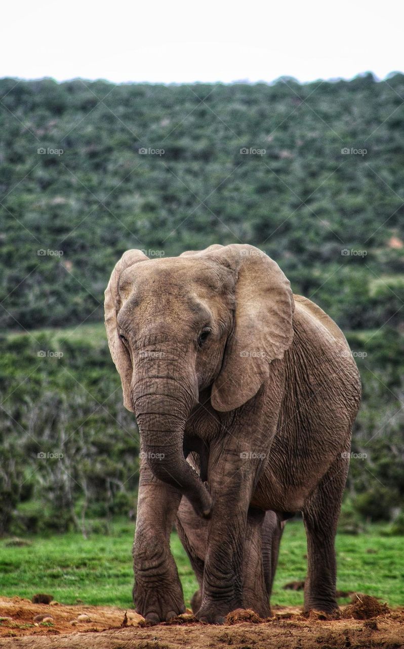 elephant the gentle giant in nature.