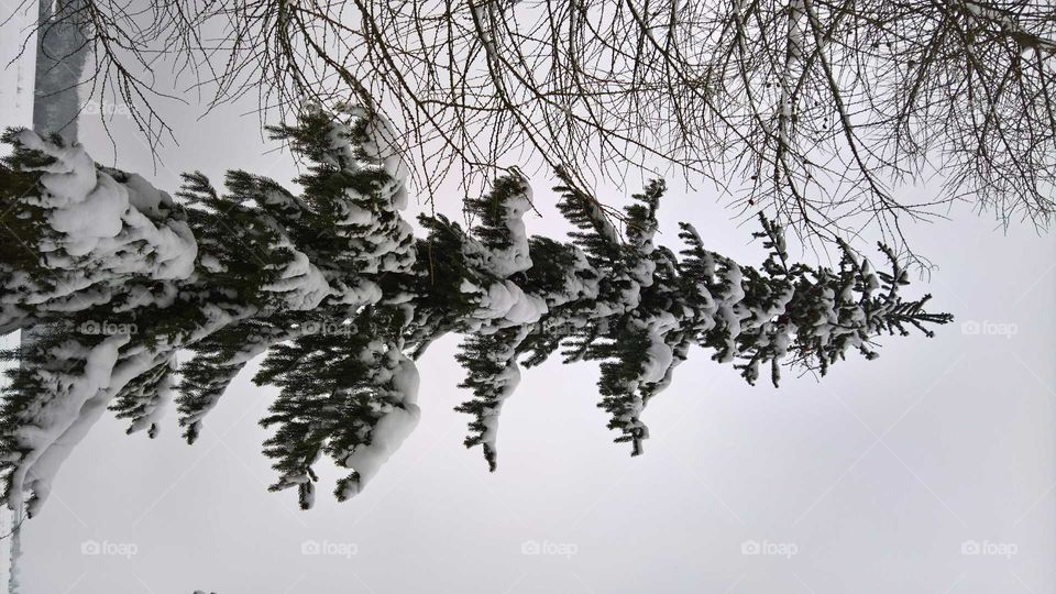 Winter, Snów, Tree