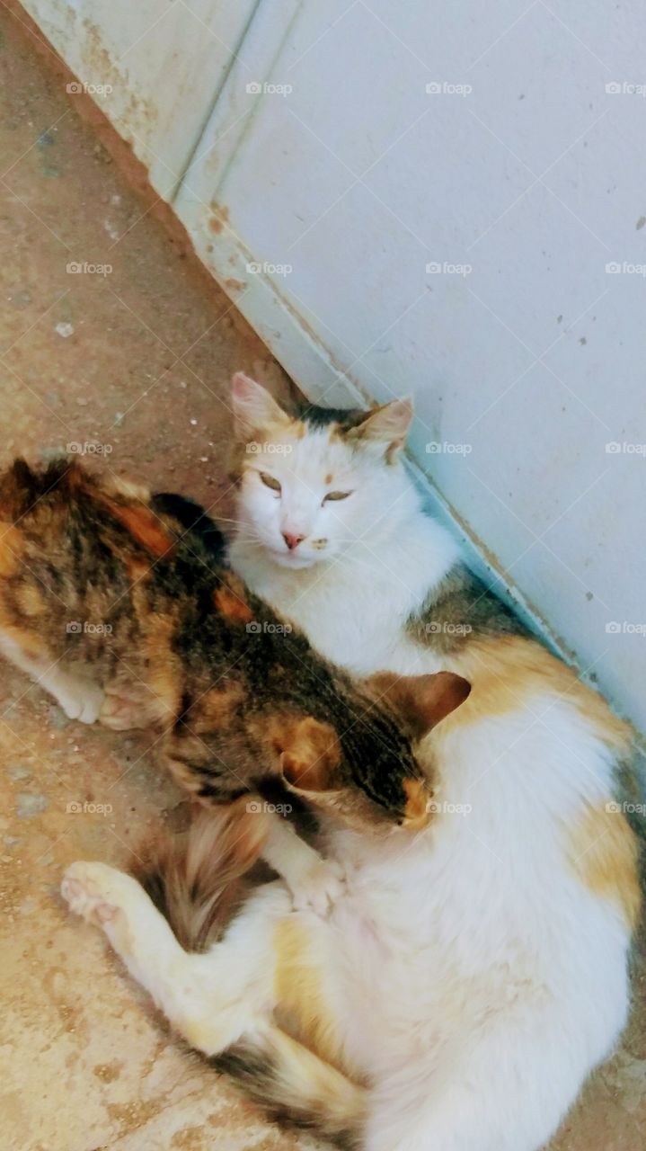 A cat feeding its small cat