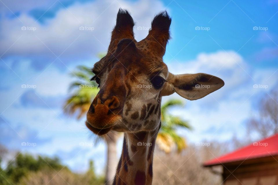 You bet giraffe that's a cute face