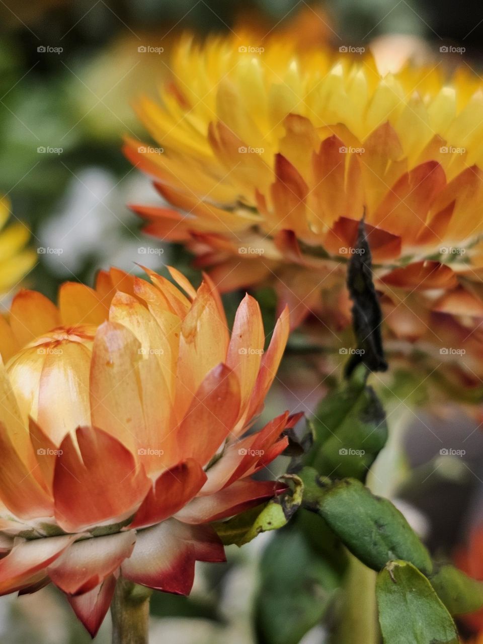 2 Strawflowers