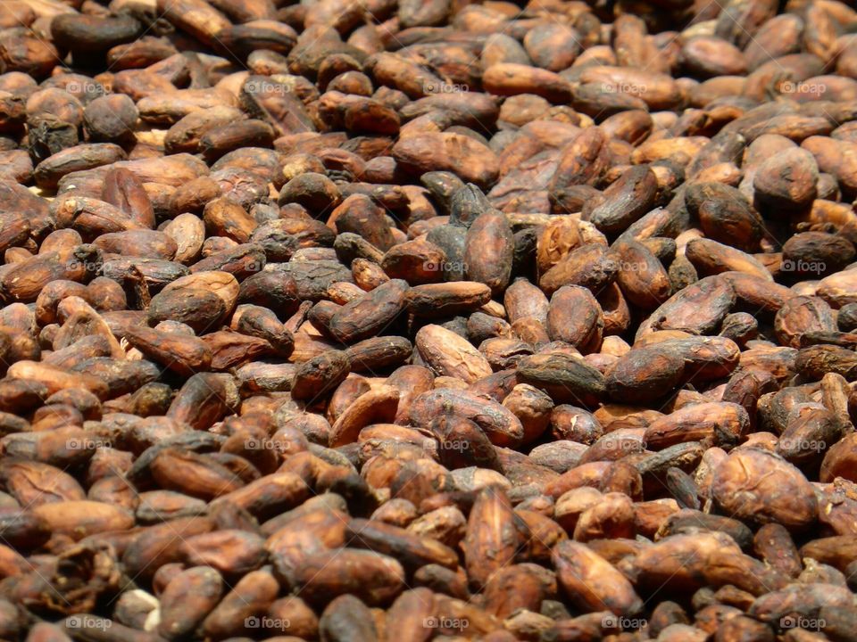 Cocoa Beans
