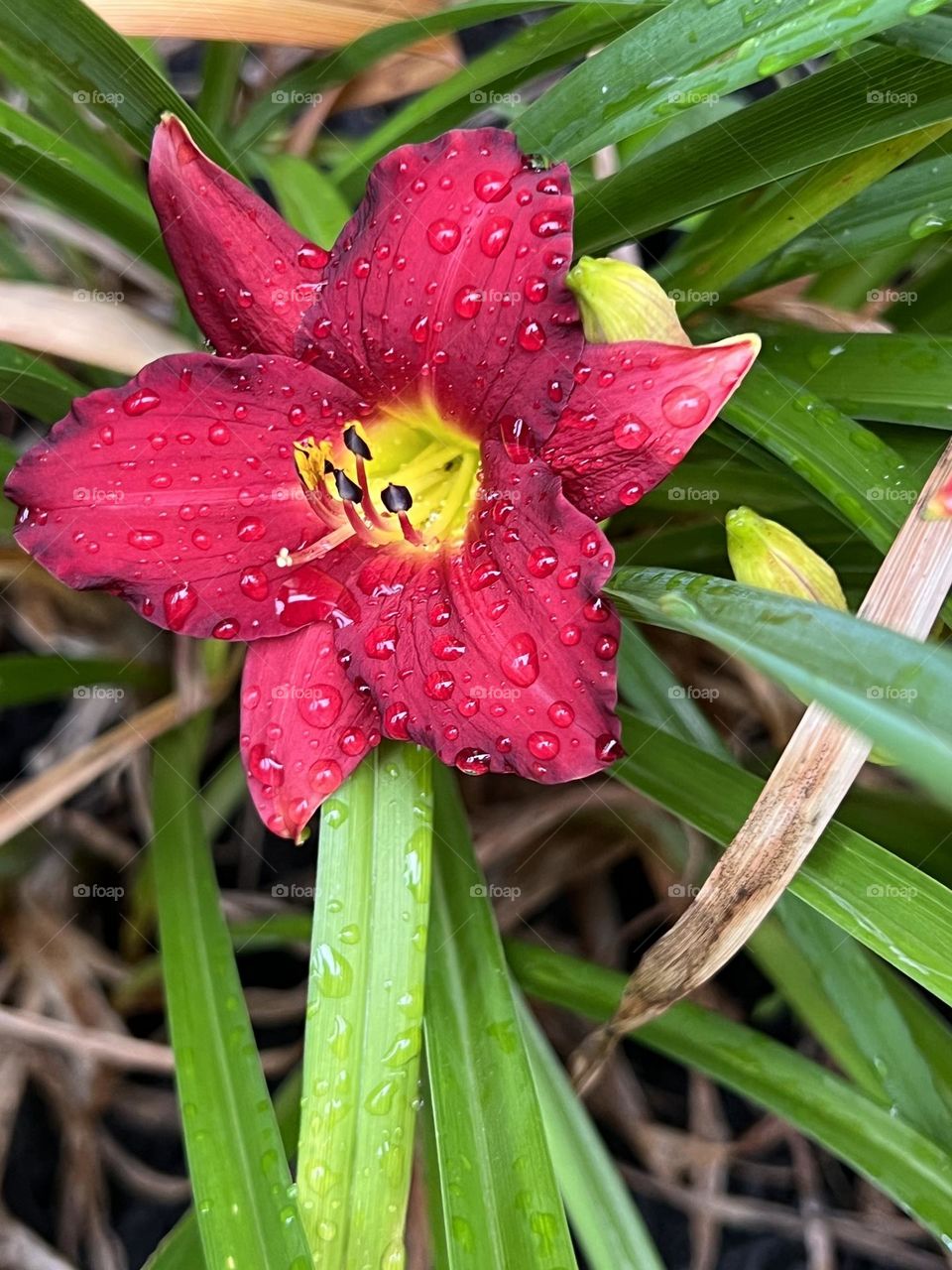 Day lilly