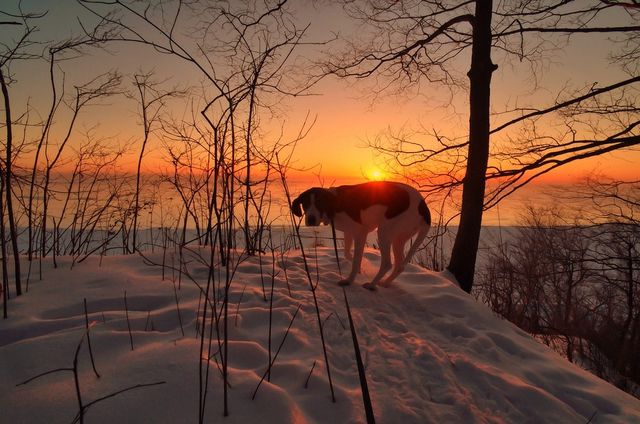 A pooch scared of heights....