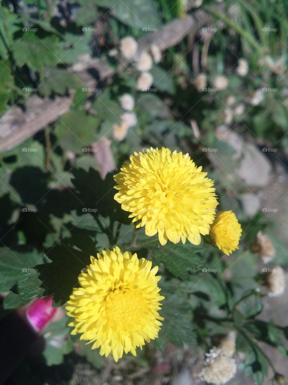 yellow flowers of garden shining bright in the sunshine