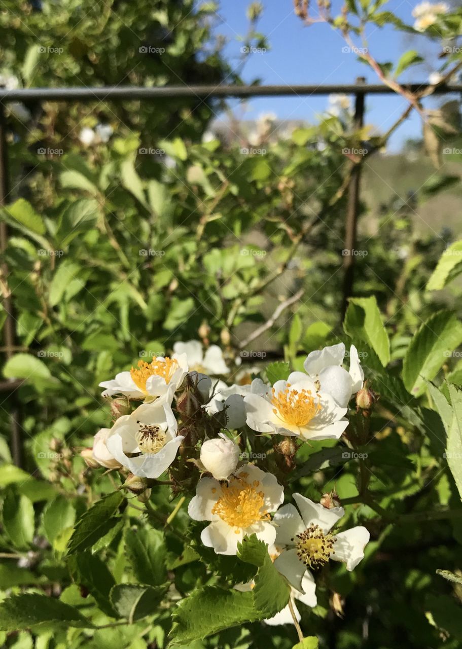 Spring Flowers - Wild Rose 