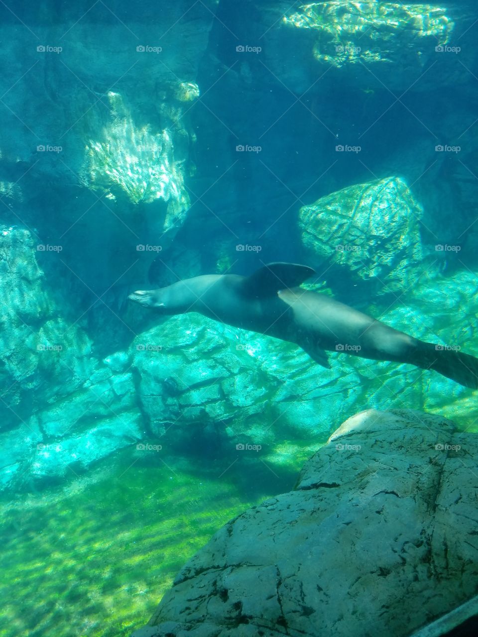 Sea lion