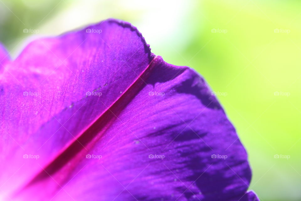 Purple petal, close-up