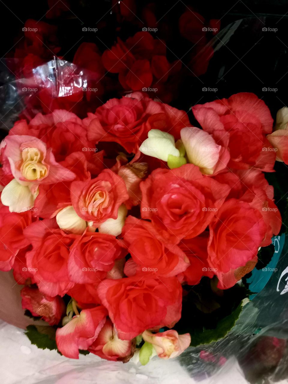 Bêgonias vermelhas, presente perfeito para qualquer ocasião . As flores  Begônias vermelhas são  sinônimo  de jovialidade e fertilidade; ligada ao amor,  romantismo, delicadeza e felicidade