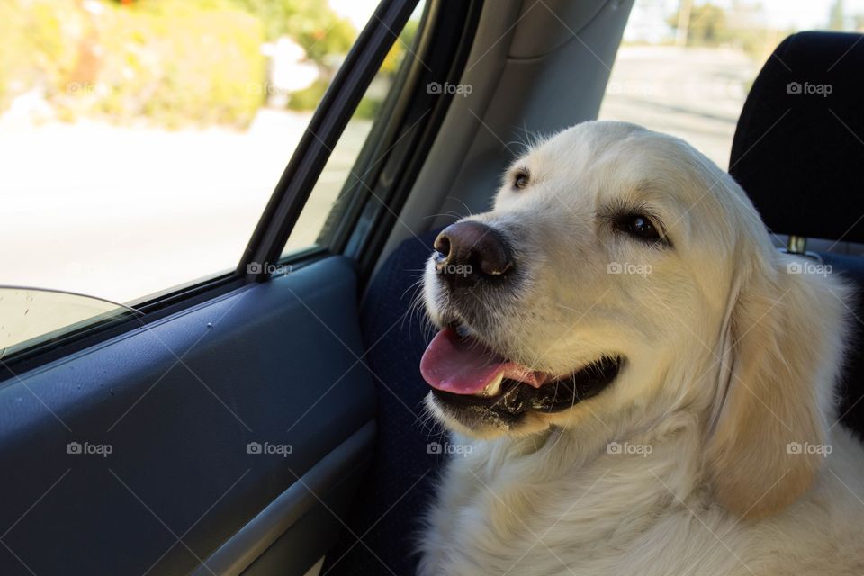 Yellow lab 