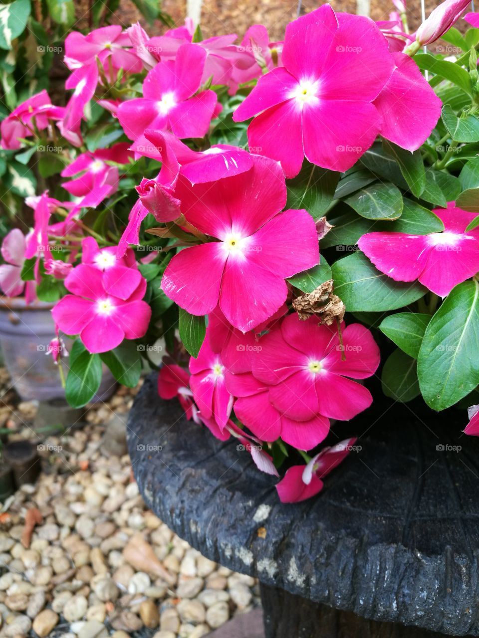 Beautiful petunia with pink flowers bloom in garden.
