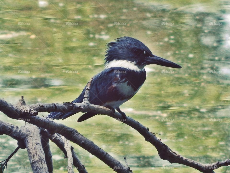 King Fisher