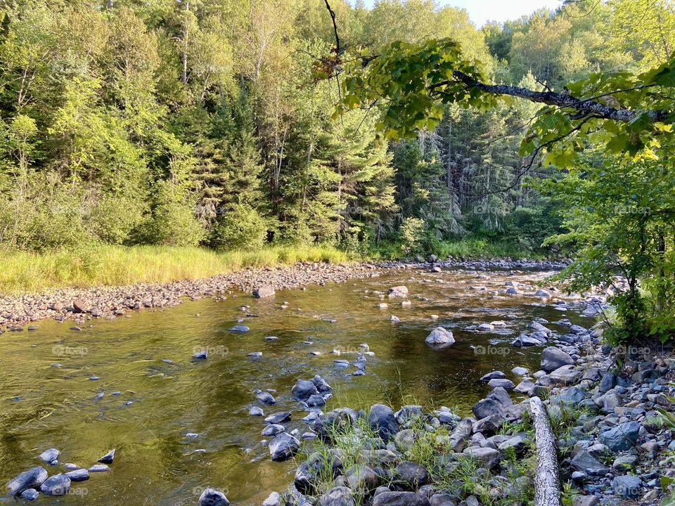 Lush Green Forest with the Rocky Surgeon river running through it in the Upper Peninsula of Michigan