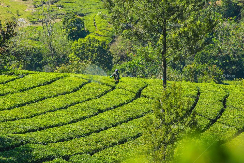 Tea farm