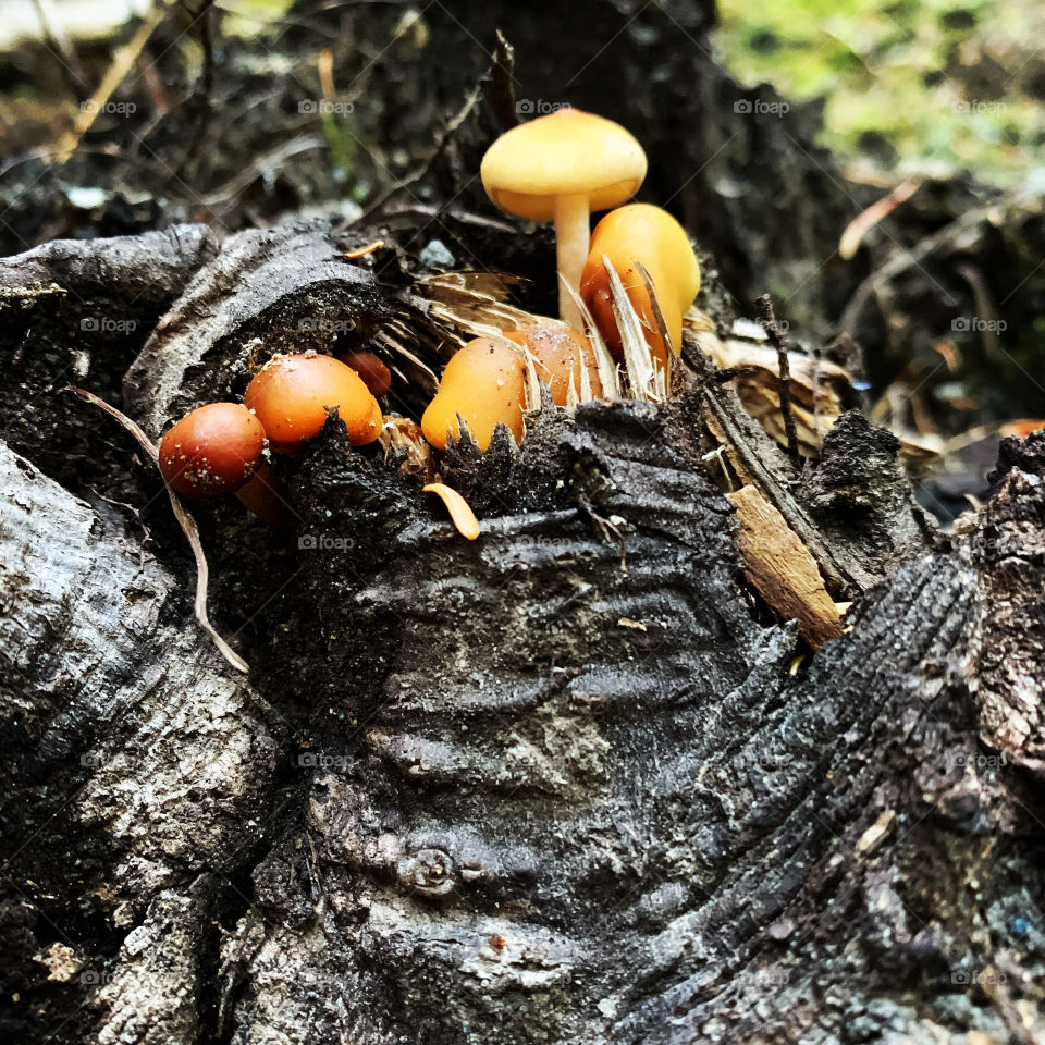 Mushrooms out of the trunk
