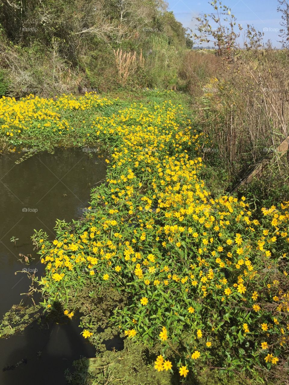 Wildflowers in Louisiana