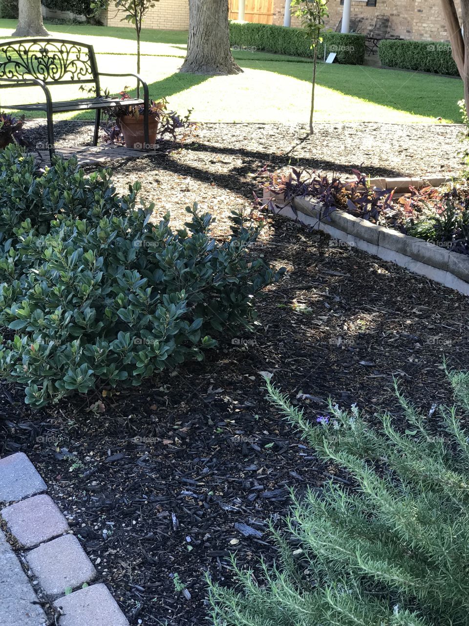 My water efficient Texas yard 