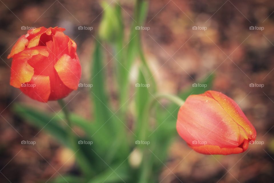 Tulips