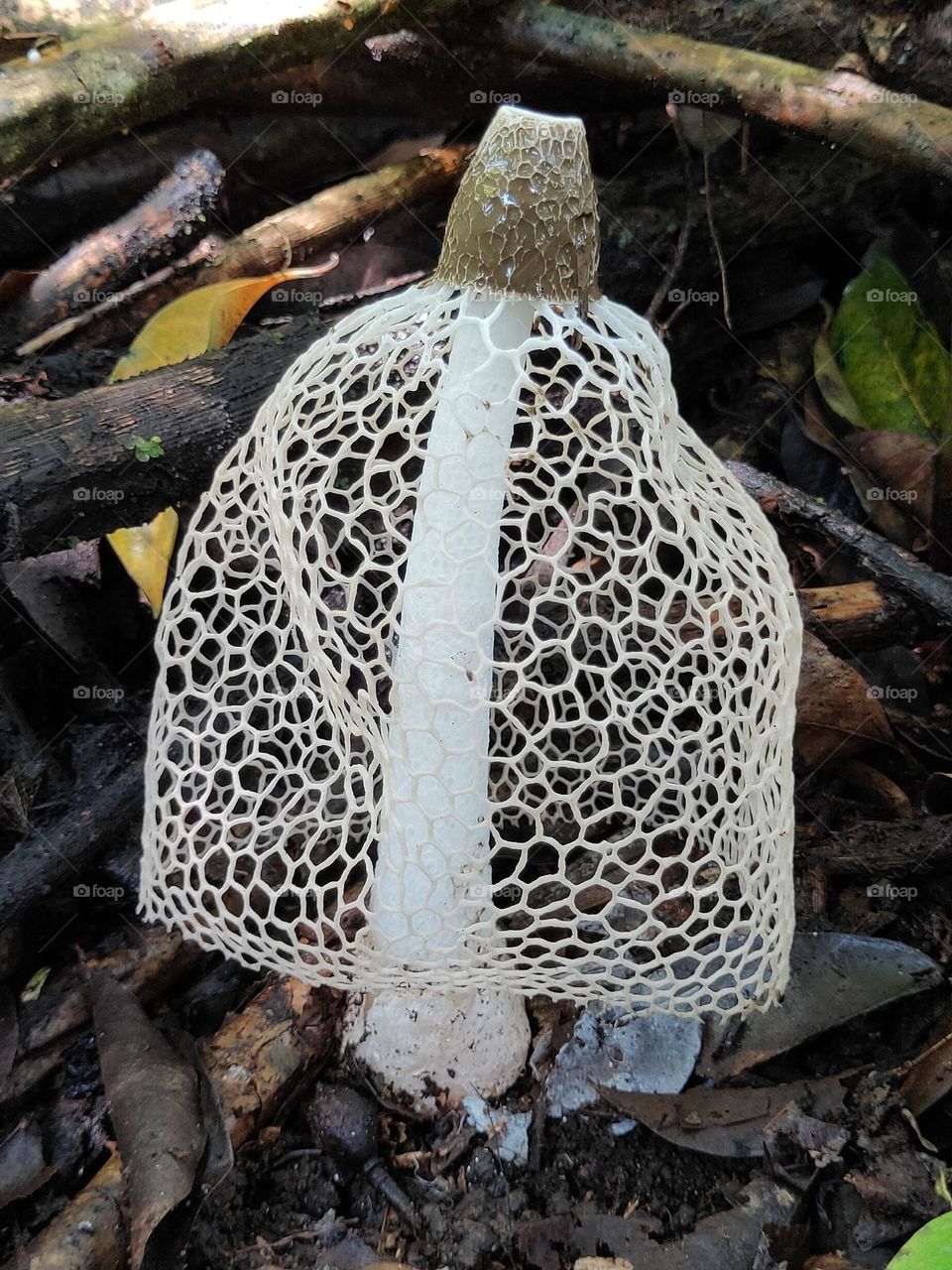 net mushroom