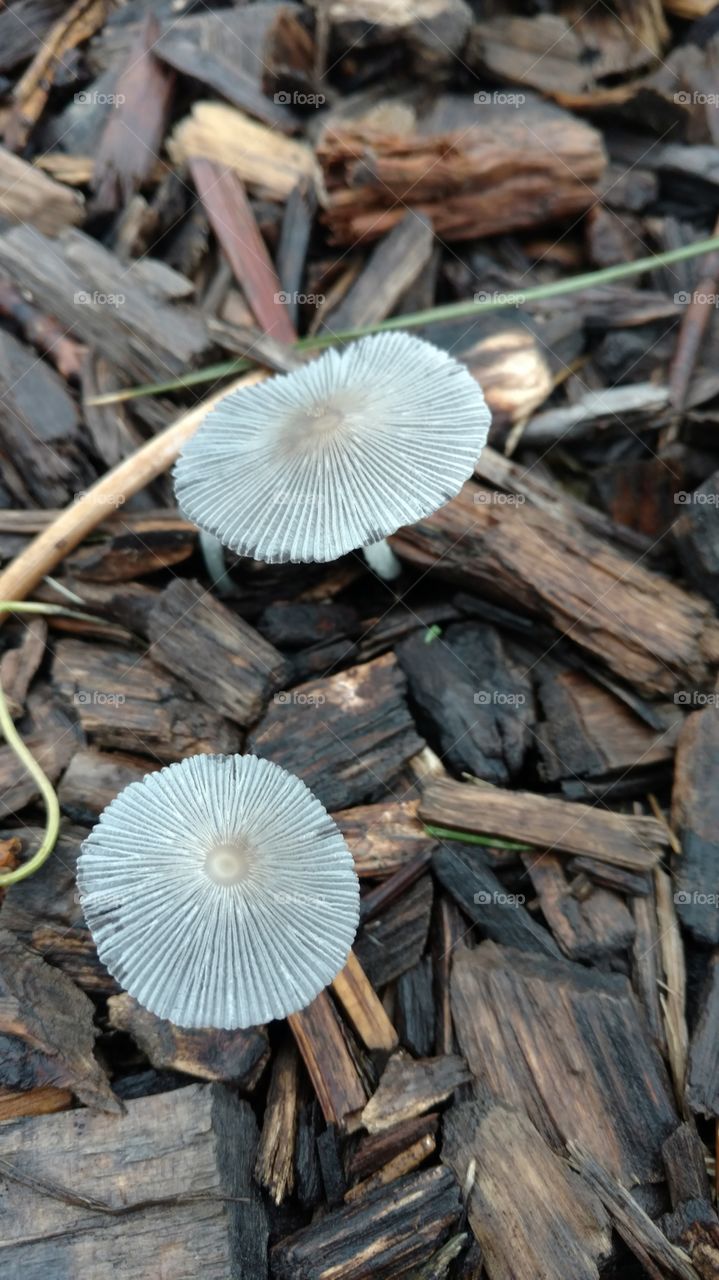 I love mushroom pictures