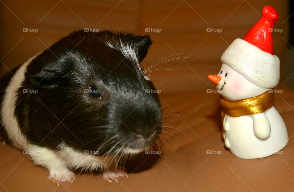 Guinea pig with toy on sofa