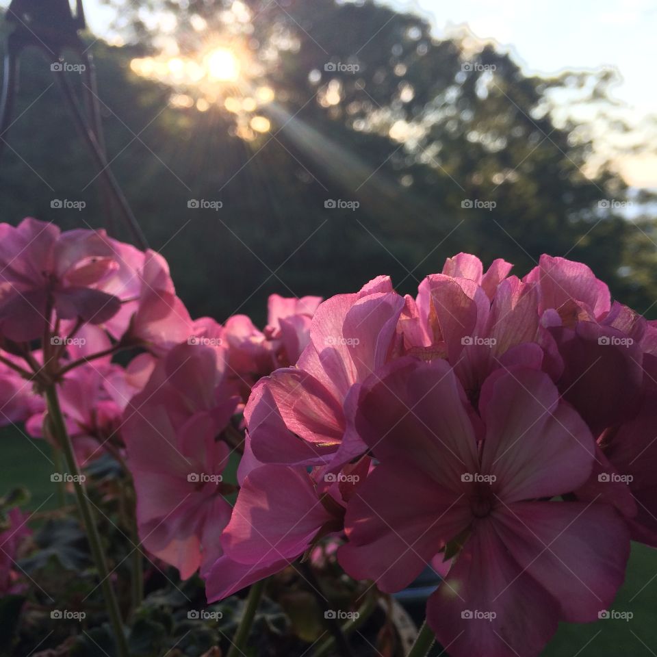 Flowers in the Evening