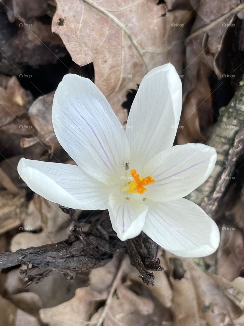 Crocus