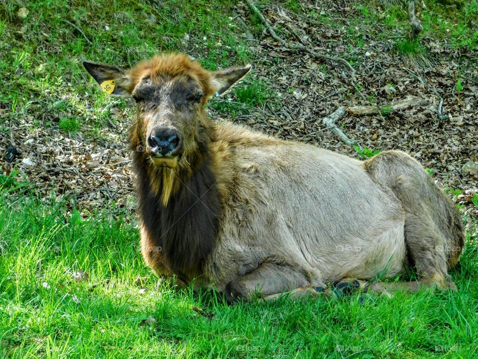 This Moose is Checking Us Out