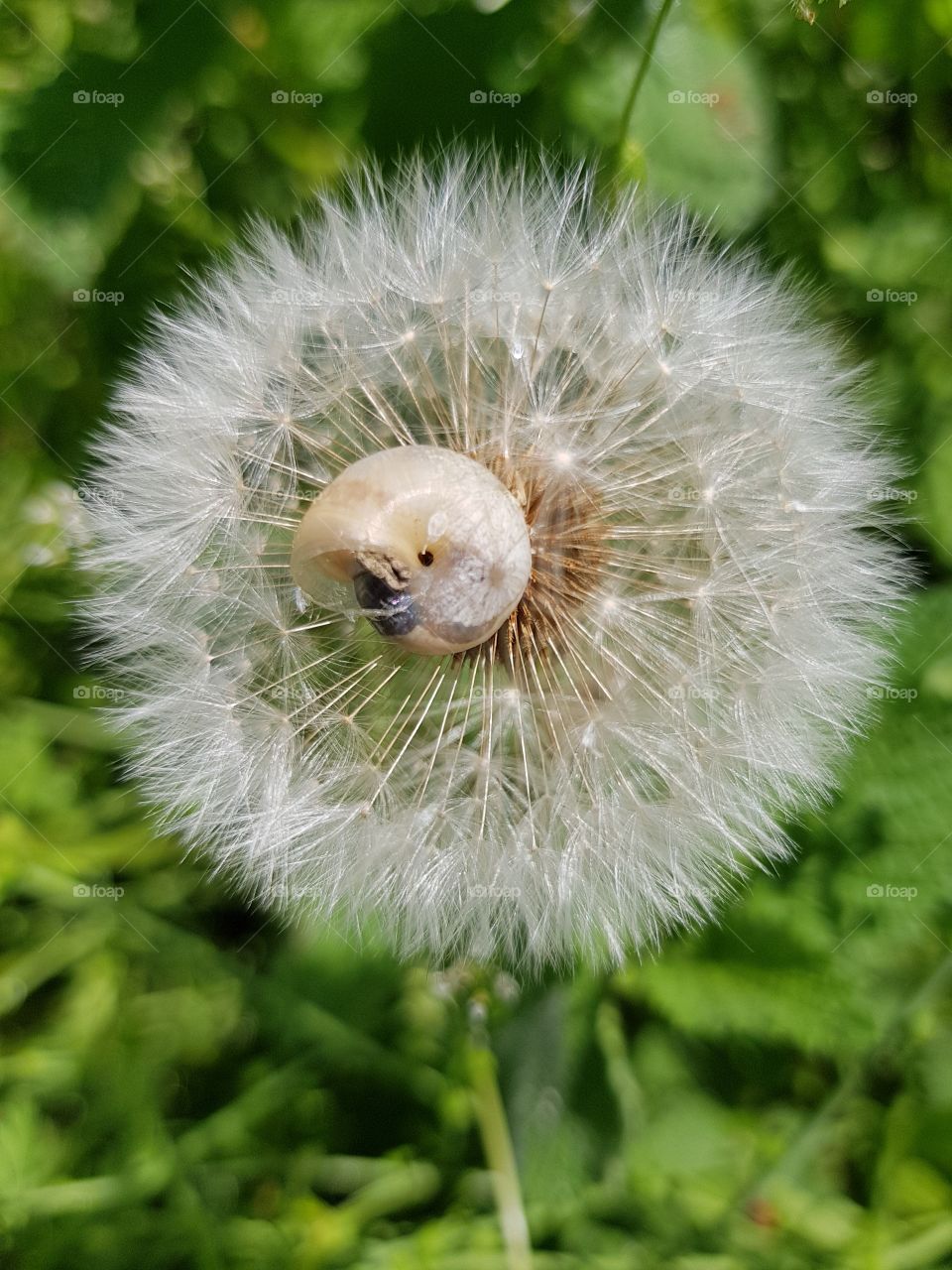 dandelion