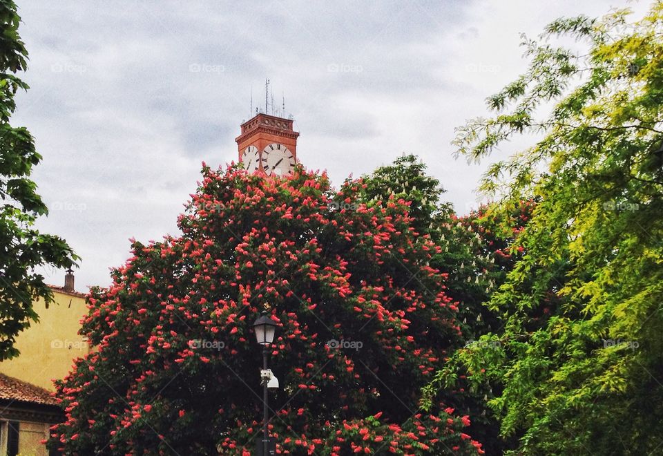 Clock above . Clock above at the flowers tree and sky